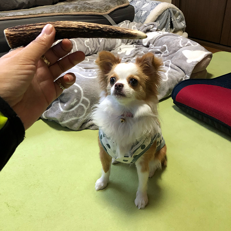 小春は鹿の角を御所望🎵🐶
早よちょーだい❣️ってウズウズしてたね🤣
