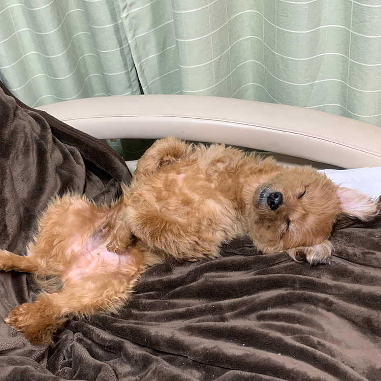 おはようございます
　よーねてる😁
ほくとくん、夕べはオヤジのあんまきで寝てしまいましたね
かわいそーですが起こさねば😅
