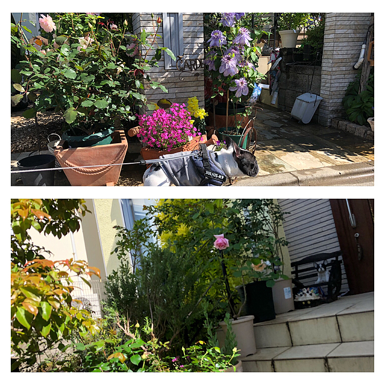 薔薇も続々と咲き始めました😀