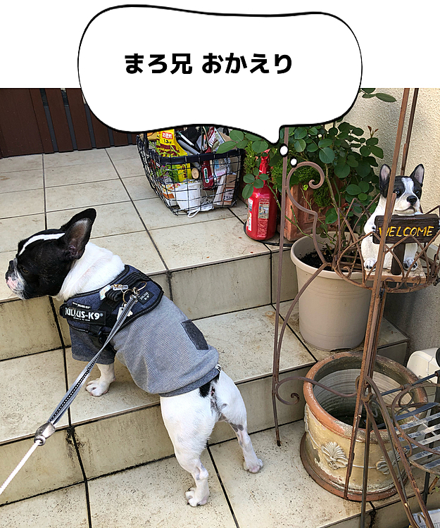 もうひとりのチビまろも Welcomeでお出迎え❣️😁