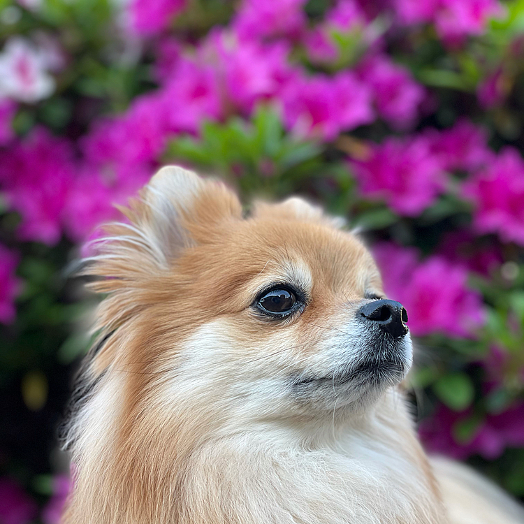 こちらはポートレートモードで撮影🥰
カッコつけてるなあ🤣
でも、綺麗に撮れて楽しいです🥰

昨夜のお散歩の時に8ヶ月のチワワちゃんに会いました🥰
小さくてめっちゃ可愛かったです💕
体重は1.6kg❣️凛も気になって匂いクンクンしてました🥰
た