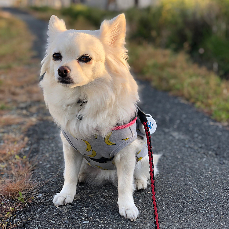 おはようございます☀
小雪は今朝も元気いっぱいお散歩してきました🎵🐶
ジャックくん(マルチーズのお爺ちゃん)に会ってご挨拶したね✨