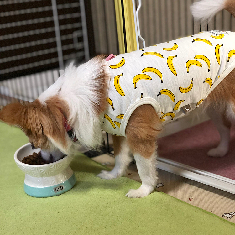 小春は朝から元気モリモリ〜💩
千本ノックもしたからお腹空いたね😂
しっかり食べてくだされ👍😆