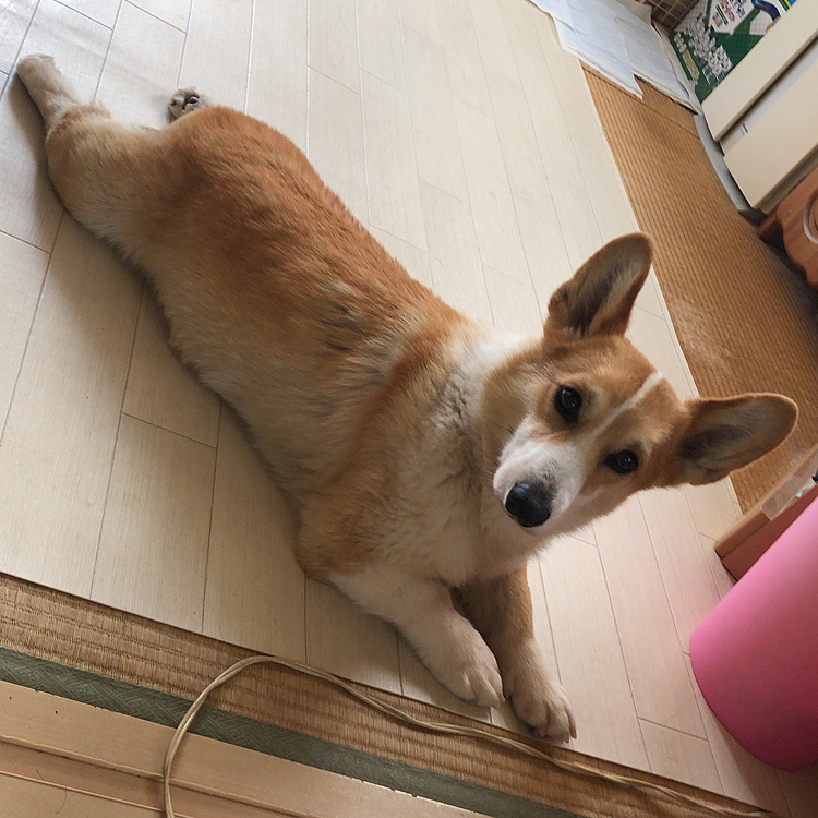 懲りずにまたこのスタイル🤣
足短すぎて可愛いのぉ🤣🤣🤣😍😍😍
