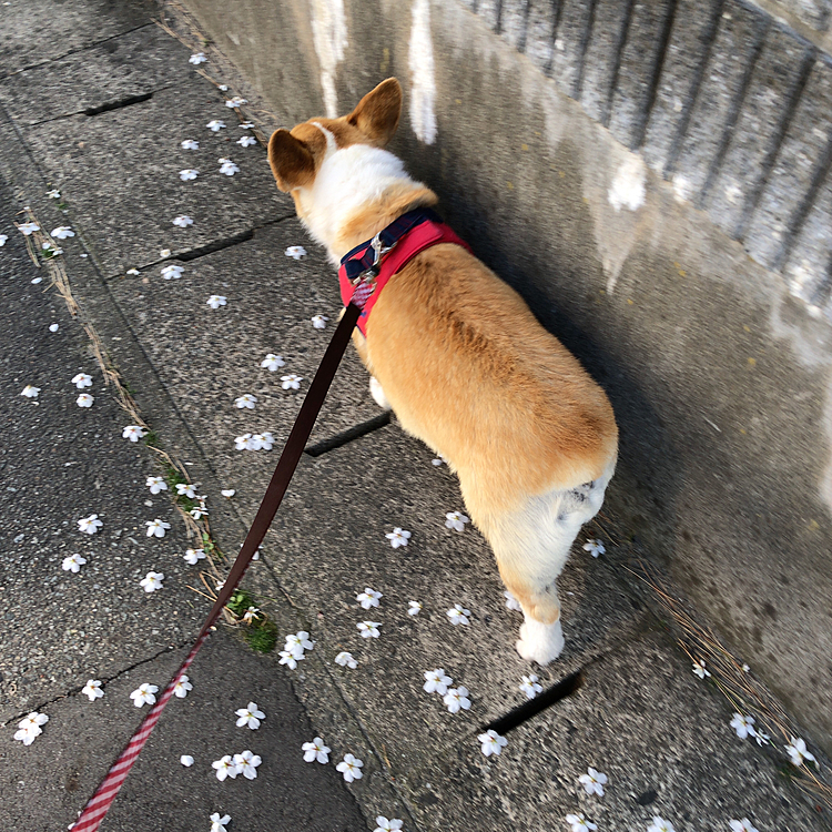 桜の🌸花びらが落ちてて何か可愛い道に見えるね🌸😃