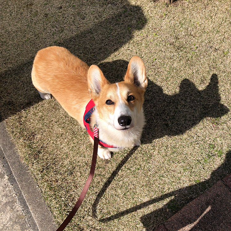 おかーたん♥️
眩しい☀️
でもいい季節だね😍
ボクたんの影が異様に可愛いじゃ〜ん❤️