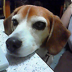 ロウちゃん、もう老犬近い頃かなぁ。
でもキレイな犬だと思ってます😍