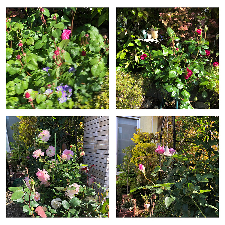 今日のまろ家の薔薇 その1です😁