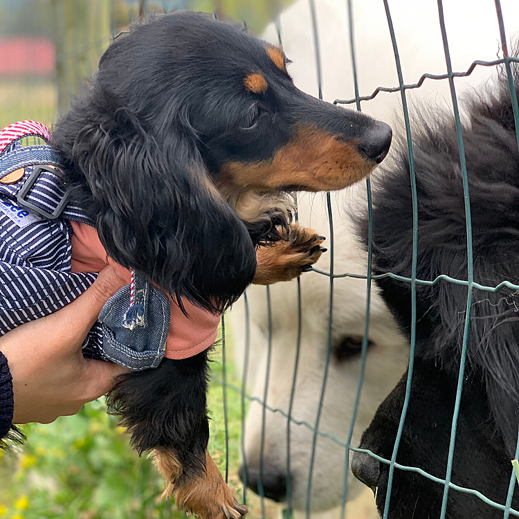 ドッグラン🐶クンクンされてドキドキ✨