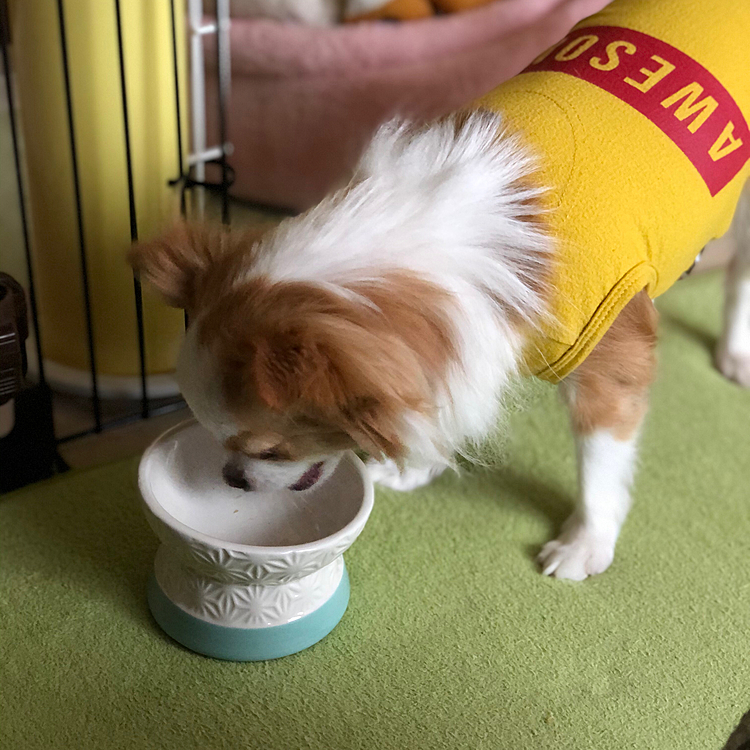 小春は朝から🚽して、千本ノックからの
朝ごはん🍚🐶
ペロッとたいらげたんやけど…
小春よ、もう全部食べたやろ❓😅
器をペロペロしたらフードが湧いてくると思ってるやろ❓🤣