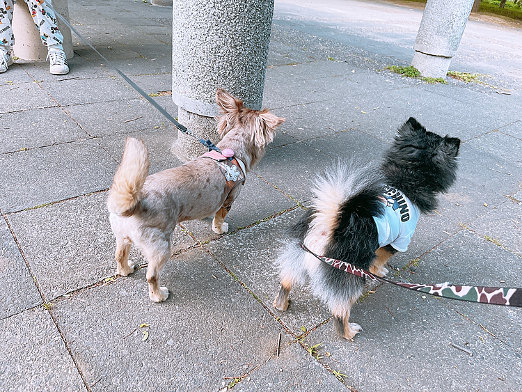 
ポンちゃんと森林公園へ🌳🌳

デートです🐯🐶💕
日曜日だからか子供たちが多くいました🚸

賑やかな森林です🌳

