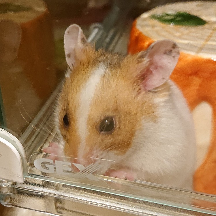 出たいもっちゃん🐹