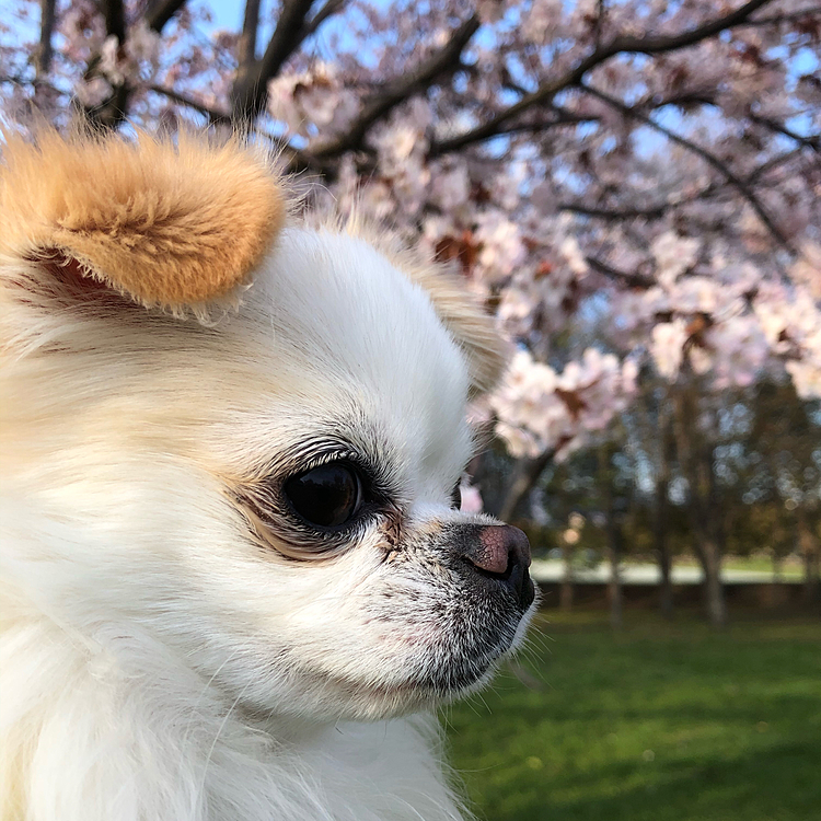 2021/4/27(火)
こんばんは⭐️
やっと桜が咲きました🌸😊
私の地元は桜の名所🌸本当は実家に行きがてら桜を見に行こうと思ったんですが母に「まだ早い咲いてないよ」と言われ、急遽市内の近場の公園に行ってきました🚗🐾

