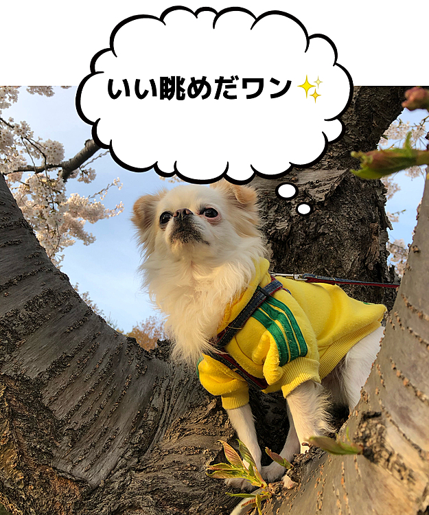 木登りしたよ❣️
※パパが落ちないように守ってます🐶