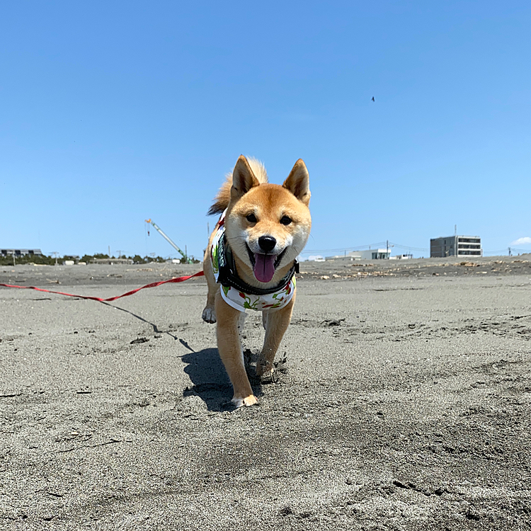 なんとか連れ出し今日は海散歩にしました⛱
