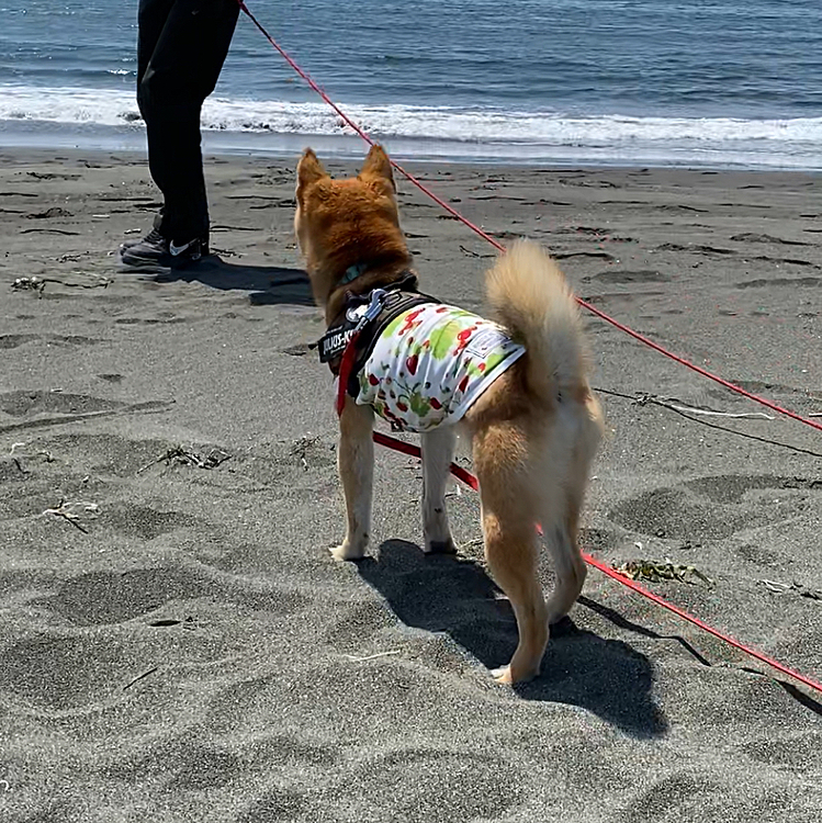 「ぼくはここまでです」と波🌊の近くには行きません💦