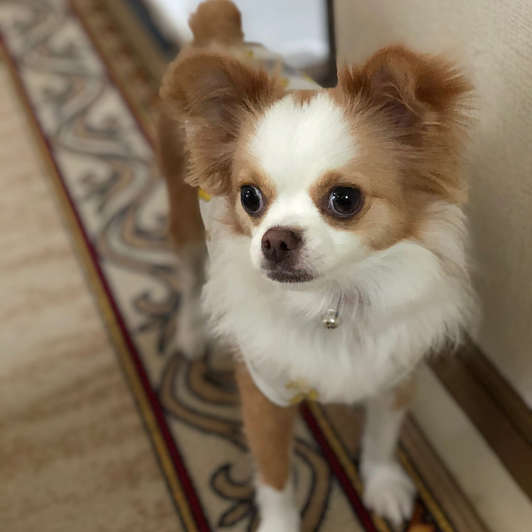 小春はいつも通り、まず🚽でスッキリ✨🐶
千本ノックする❓ブタさん🐷狩りにする❓って顔🤣