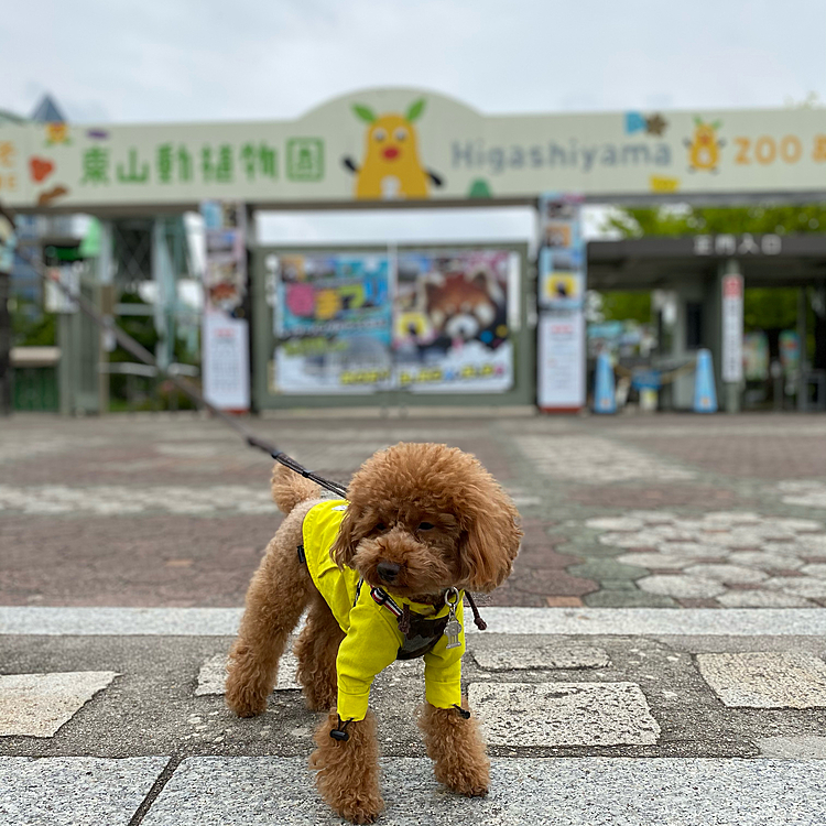 今日は朝から降ったり止んだりのあいにくの天気🌨
雨雲レーダー見ながらベランダに出ては確認するもパラパラを何度も繰り返す事数回、諦めかけたお昼過ぎ少し明るくなり大丈夫そう✨
急がなきゃとヨレヨレの部屋着に上着だけ羽織り、マスクと帽子にメガネのままの酷い姿でお散歩行きました😅
人通りの少ない住宅街をグルグル40分はお散歩出来ました🐾
でも家まであと5分という所でポツポツ降ってきたのでハッピーを抱き抱え、持参していた折り畳み傘で濡れずに済みました♪
