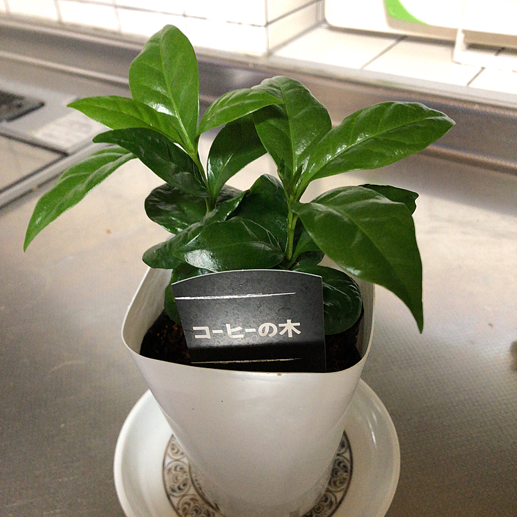 今日、ホームセンターでコーヒーの木と言う観葉植物買ってしまいました💦
また買うの？って旦那に言われましたが💦
この小さいのをまた大きくしたいと思います😊