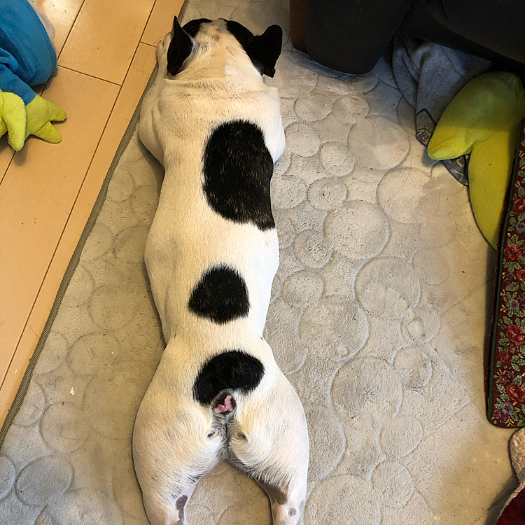 小雨の時に💩だけ済ませた今朝は裸族のままダラ〜っとしてます。
フレブルなのに細いなぁ😅