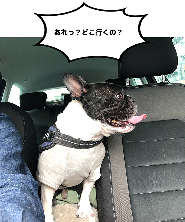 買い物に行く支度をしてると執拗なマンマークが始まったので取り敢えず一緒に出ました。
ATMに寄るのに車を降りたまろ母にワンワンしてました😅