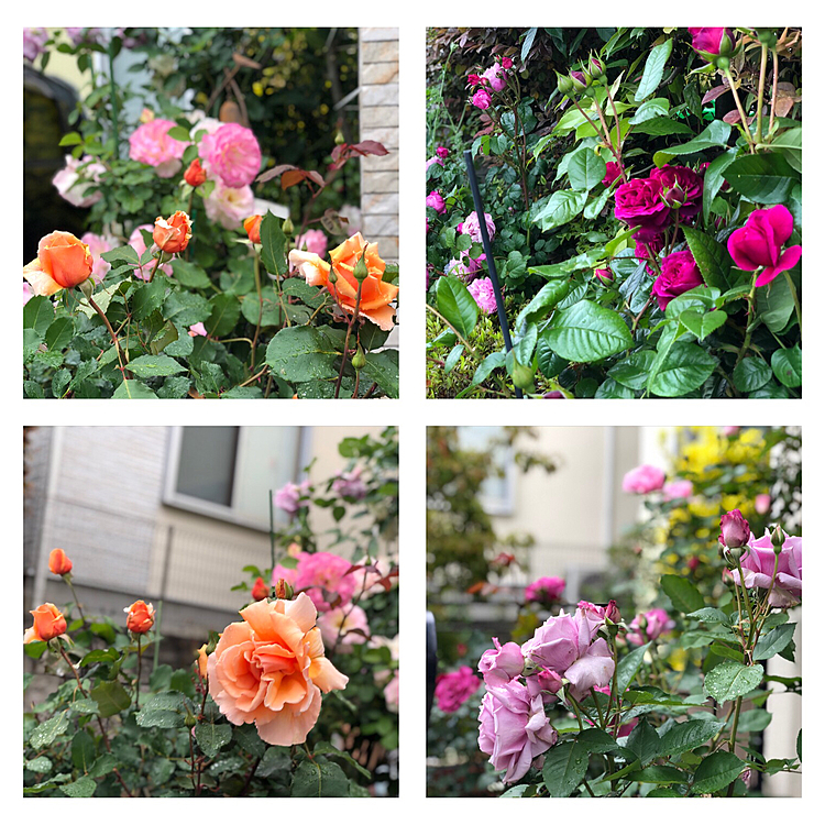 今日の薔薇コーナー🌹🎺🎺🎺（笑）