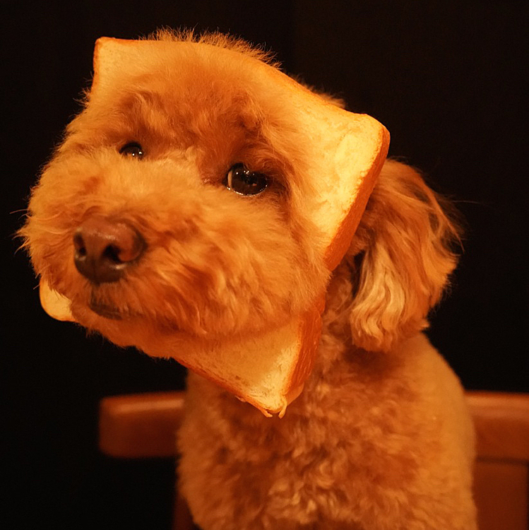🐶食パン犬🐾