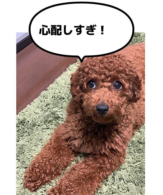 心配しすぎなんだけど、心配しちゃうんだよ😆
ドックフード食べてよ…