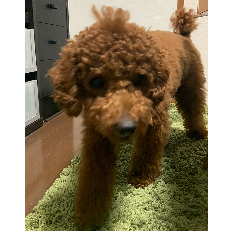 元気じゃん！
そだね…😅
ポコママさん、ハピ男ママさん、いろいろありがとうです😭❤️
