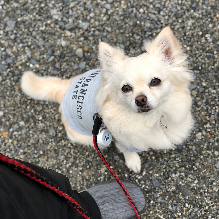 おはようございます☁️
小雪は今朝も元気いっぱいお散歩してきました🎵🐶
お友達の白いトイプーちゃん(名前忘れた💦)に会えたね✨