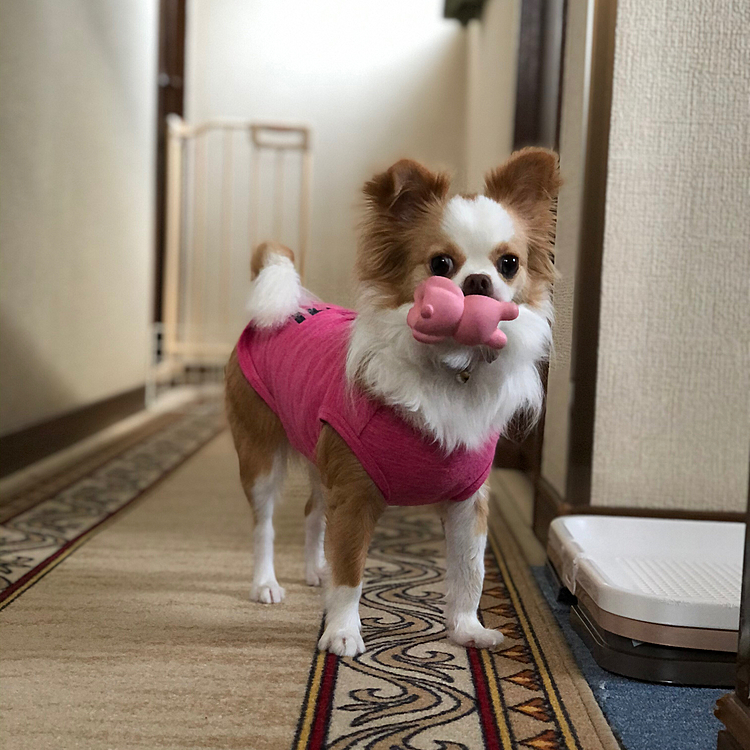 小春は今朝も元気モリモリ💩してスッキリ✨
千本ノックにも気合い十分で挑んでます💨
ウサギさん🐰上手に持ってきたね💕😊