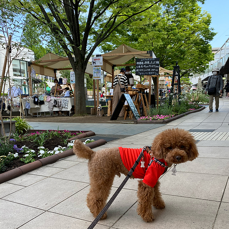 今日と明日は10時〜16時にいつものショッピングモールで小さな犬のマルシェがあります🐶

でもママは今日はお仕事です😞
いつもは10時から16時（休憩1時間の実働5時間）ですが、今日は休憩無しで実働5時間で15時に退社❣️