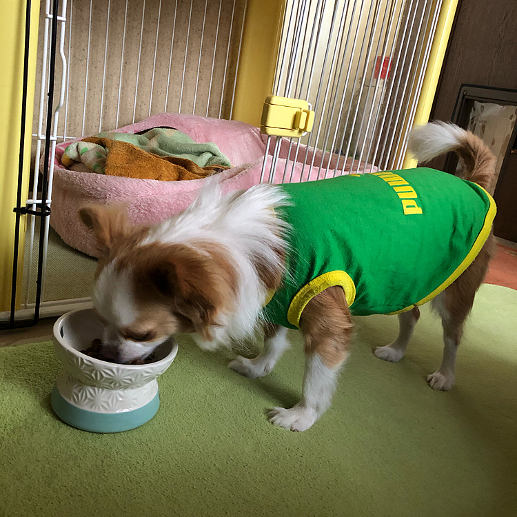 小春は千本ノックしたからお腹空いた〜🎵🐶
しっかり朝ごはんTime🍚😂