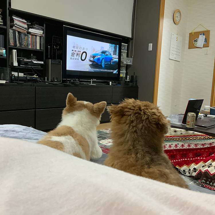 最近よくオヤジの横でTV見るのが好きです😁