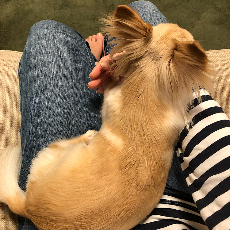 20時過ぎから雨☔️、風🌀、雷⚡️が凄く怖くて避難してきました🐶💦