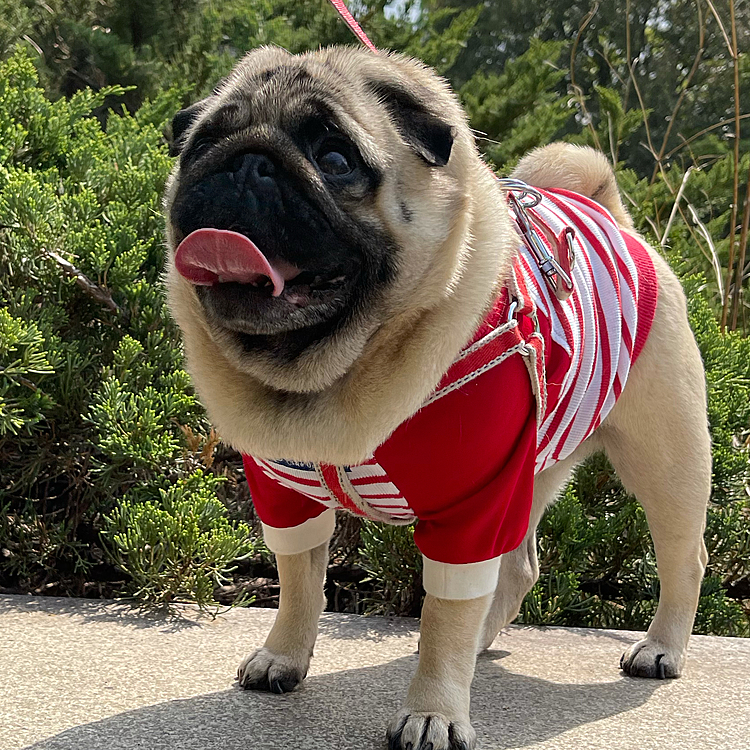 とうちゃん連休最終日、はじめての運動公園お散歩行きました🐶