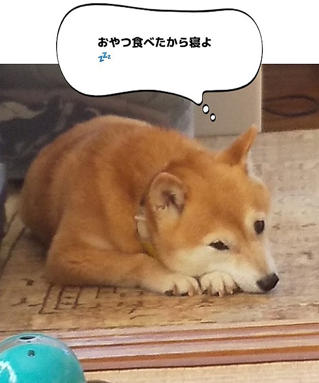 小春🐶 ちょっと寝ます💤