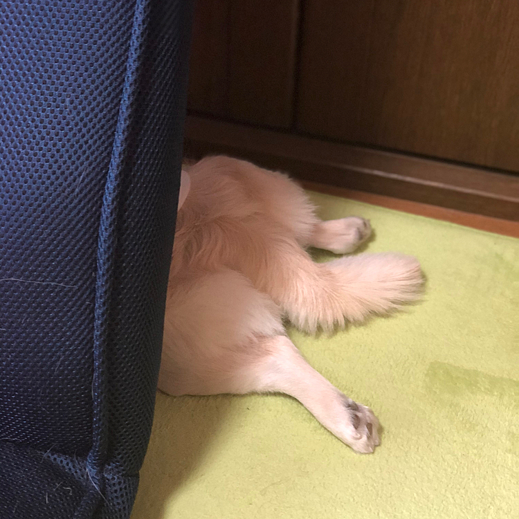 おはようございます☁️

我が家でついに、変死体が発見されました🤣
小春に付け回されて座椅子の後ろに隠れた小雪🐶
後ろ足が見えてますよ〜🤣