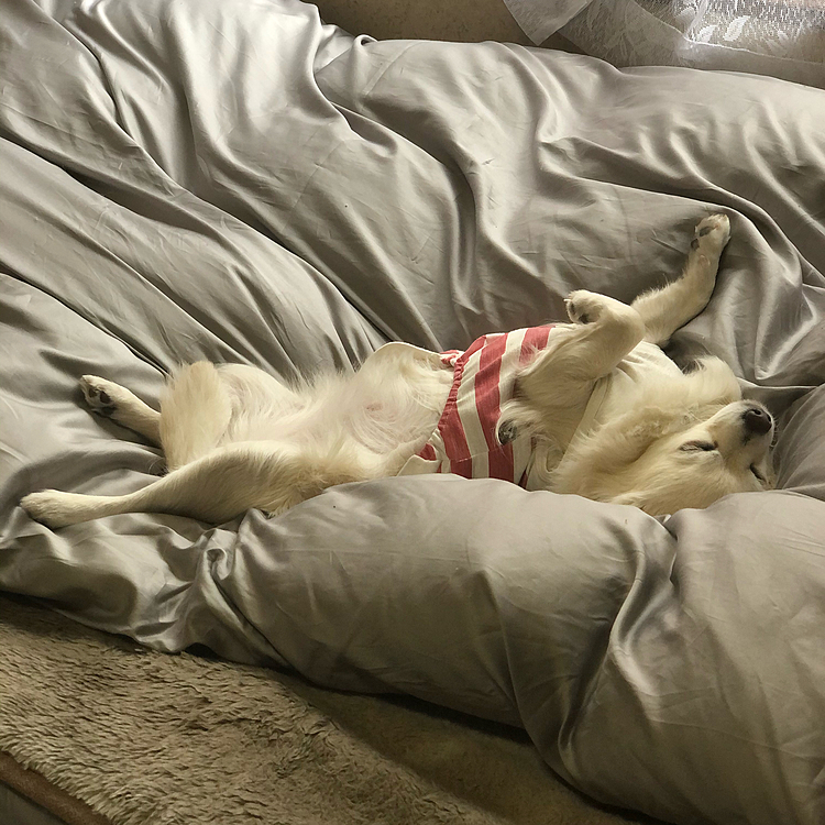 小春から逃れ、無事にヘソ天でゆっくり二度寝💤🐶
昨日、布団カバーを替えたばっかりなんですけど❓😅
サテン生地にして正解やわ🤣