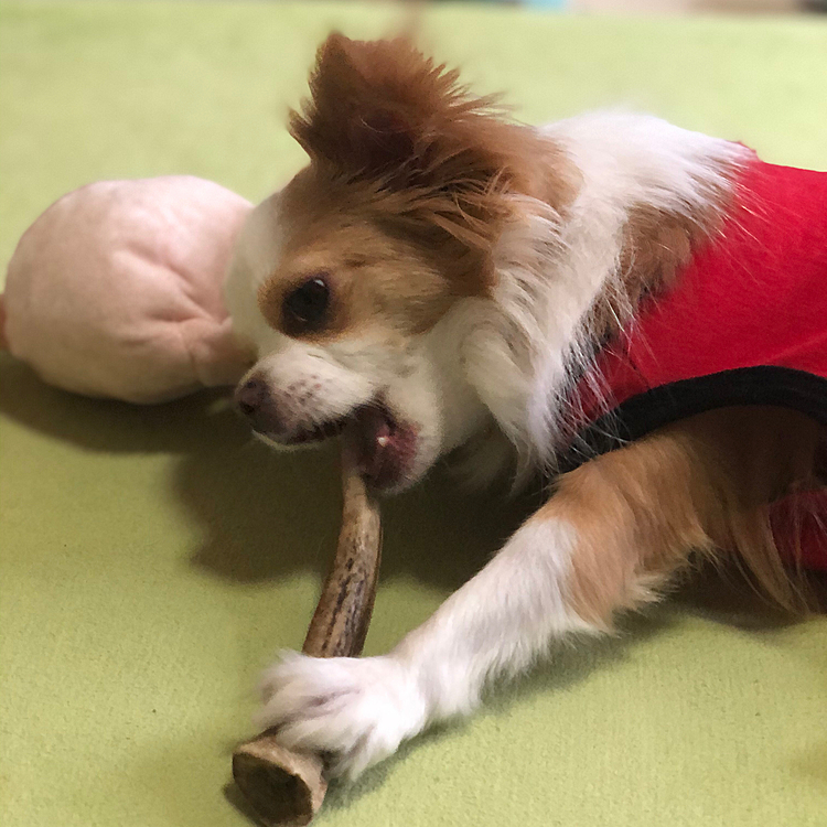 小春は、小雪が遊んでくれないので
鹿の角をガジガジ🎵🐶
これを噛ませると、しばらく大人しく遊んでくれます👍😆