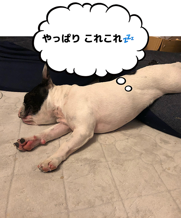 これは昨夜、おウチが一番❣️と疲れをとってました😅