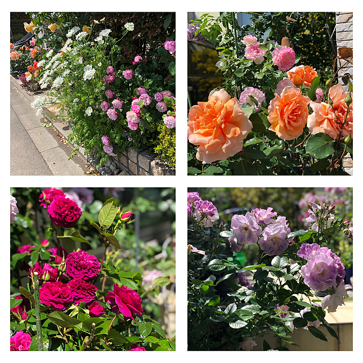 今日の薔薇コーナー🌹🎺🎺🎺😆