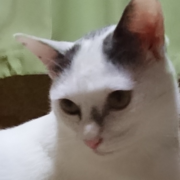 初投稿。我が家のまめちゃん。
