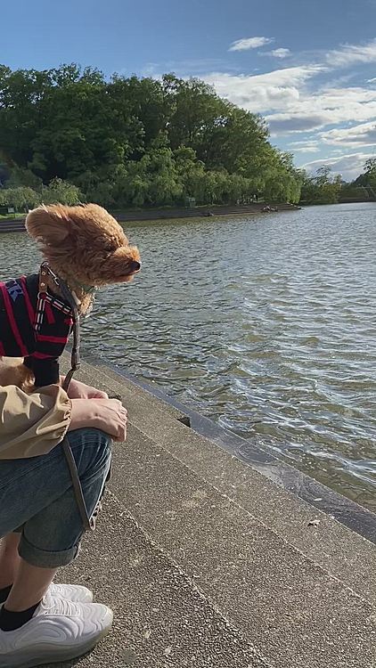 カロリーオーバーの為夕方もお散歩🐾
強風の中れお付き合いありがとう🐶