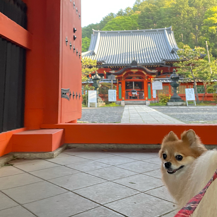 本堂が見えてます✨
朝早い時間でしたが、もう開いてました😆