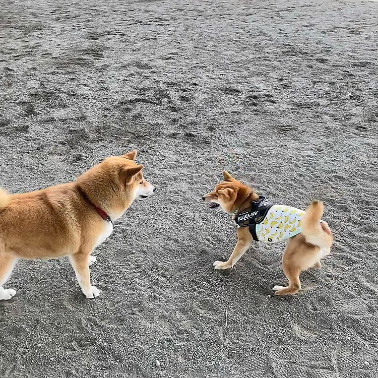 この写真は1日(土)のドッグラン🎶
遊ぼうと誘う櫂と動じない柴さん😆
