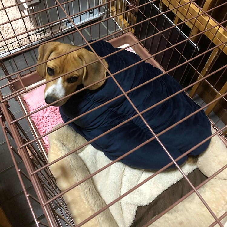 新しい筒状の布団買ったけど少し小さかったね💦
この後、上に乗って寝てました🐶🧢💤😆