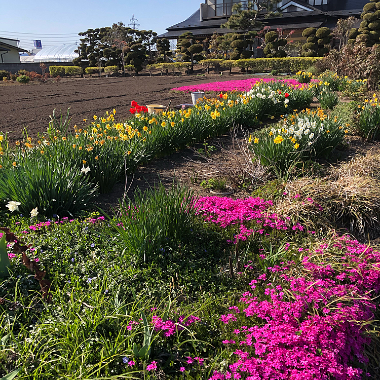 うちの芝桜も満開🌸🌸🌸🌷🌷🌷
田んぼに水が入って来たからカエルの合唱が始まるね🐸🎶🎵🐸