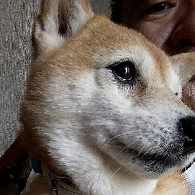 小春🐶 お留守番 よかったね🎵