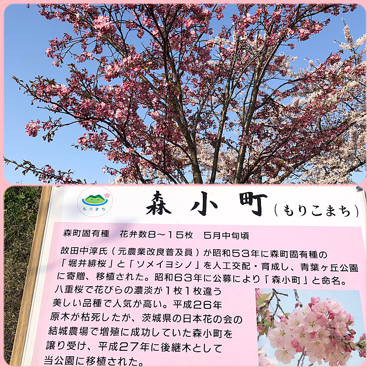 ここにしかない桜だそうです🌸
初めて知った❣️
桜の公園が2箇所(青葉ヶ丘、オニウシ)あるんですが、青葉ヶ丘公園に1000本オニウシ公園に500本桜があるそうです🌸
